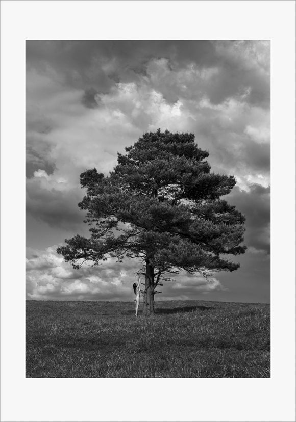 TH2014-1310 - Lone Tree, [product_type) - Thomas Holm Photography - CommandoArt.com