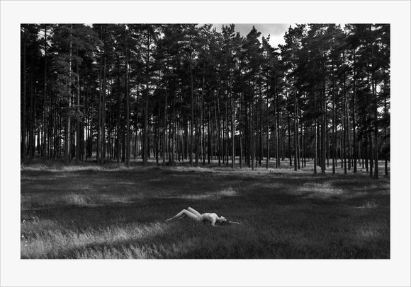 TH2015-1684 - Pine Forest, [product_type) - Thomas Holm Photography - CommandoArt.com